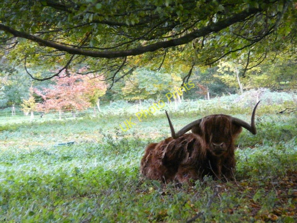 Photo 6"x4" Highland bull near Foulis Castle Ardullie c2008