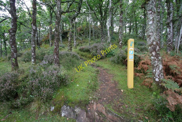 Photo 6"x4" Woodland footpath, An Cnap Salen\/An Sailean c2008