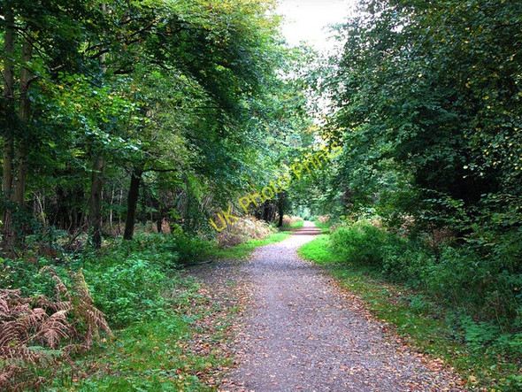 Photo 6"x4" Footpath in Creech Woods Denmead c2008