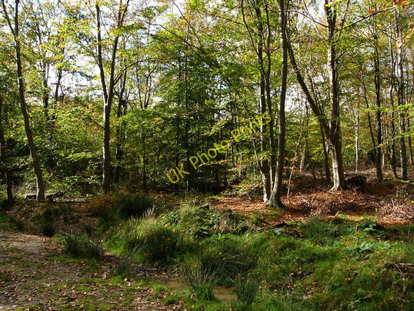 Photo 6"x4" Creech Woods Furzeley Corner c2008