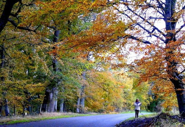 Photo 6"x4" Near Foulis Ardullie c2008