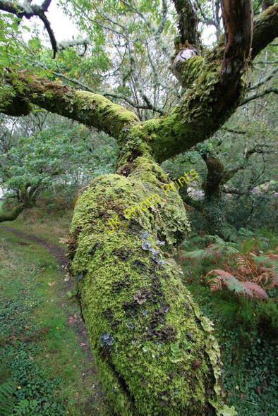 Photo 6"x4" Moss and lichen on a tree Salen\/An Sailean c2008