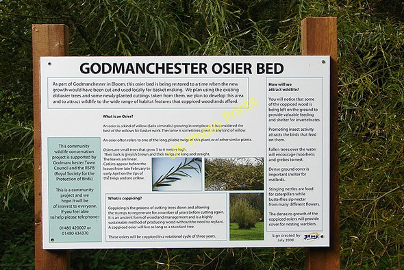 Photo 6"x4" Godmanchester Osier Bed Godmanchester c2008