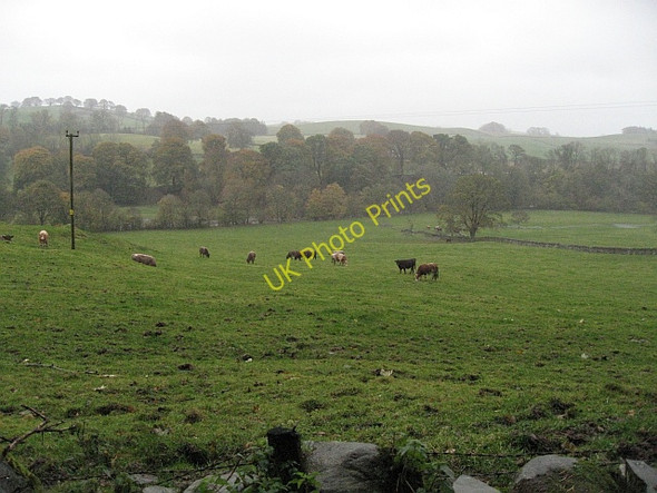 Photo 6"x4" Wet cattle Old Bridge of Urr c2008