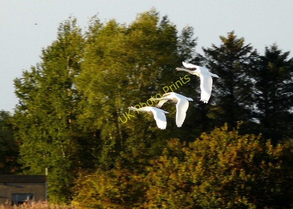 Photo 6"x4" Whooper Swans arriving Arabella c2008