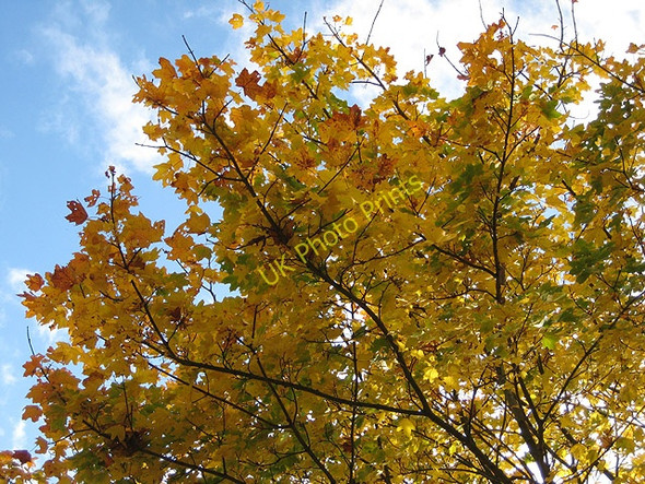 Photo 6"x4" Autumnal sycamore Bromesberrow c2008