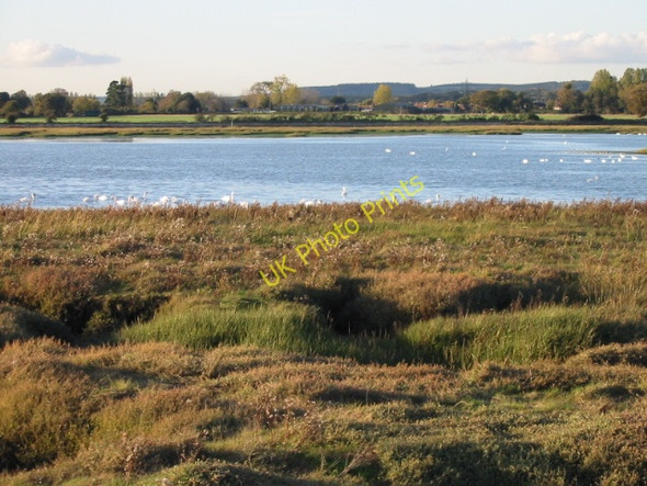 Photo 6"x4" Swans on Fishbourne Channel Apuldram c2008
