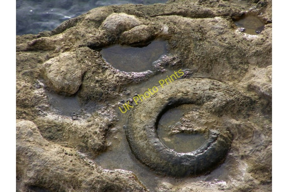 Photo 6"x4" Worn ammonite fossil, Hedbury Langton Matravers c2008