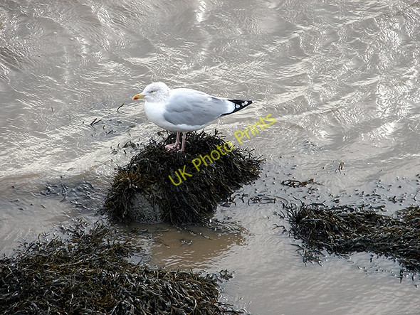 Photo 6"x4" Gull at Pwllheli Pwllheli c2008