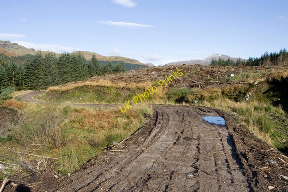 Photo 6"x4" View NE along forest track Lochgoilhead c2008