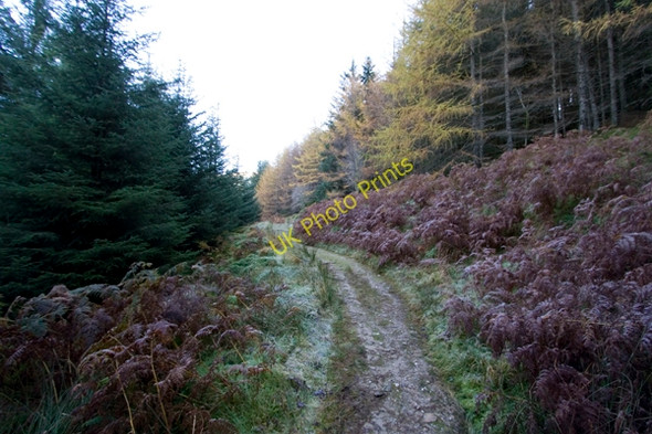 Photo 6"x4" Looking east along forest track Lochgoilhead c2008