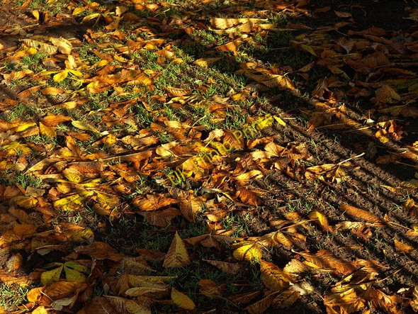 Photo 6"x4" Fence Shadow on Autumnal Leaves Hedon c2008