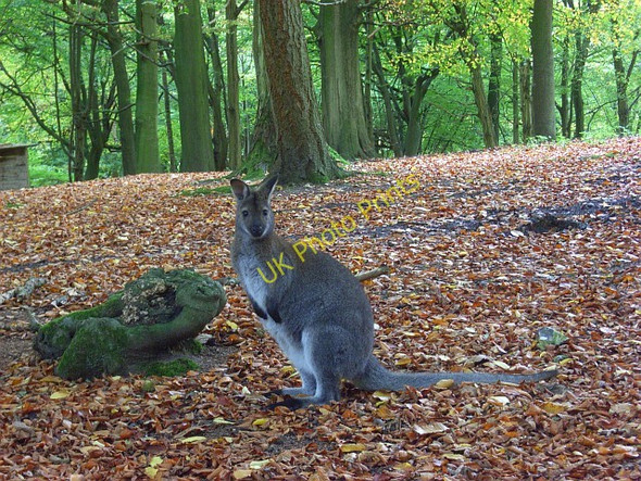 Photo 6"x4" Wallaby in Rowe Wood, Fawley Greenlands\/SU7785 c2008