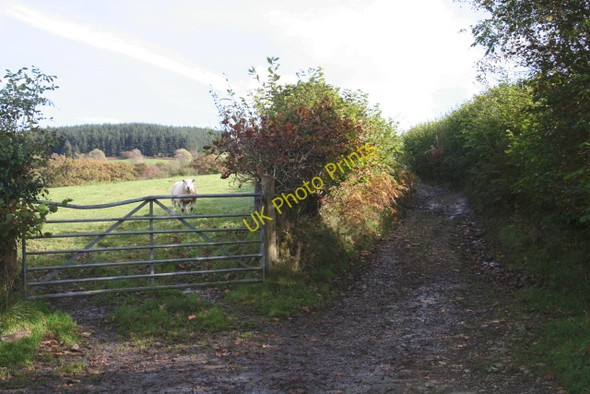 Photo 6"x4" Lane End (2) Babel c2008