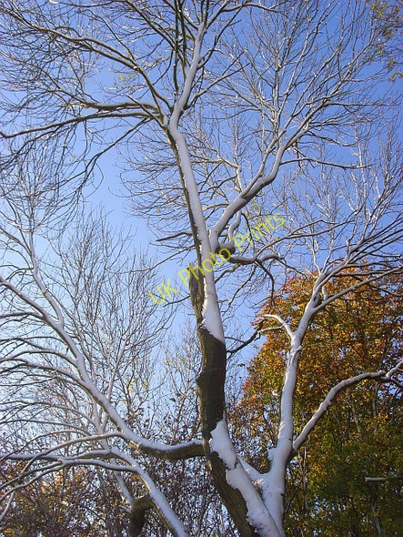 Photo 6"x4" Trees in Hanger Wood, Cadmore End Cadmore End c2008