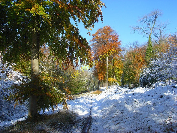 Photo 6"x4" Langleygreen Plantation, Lewknor Ibstone c2008 P2