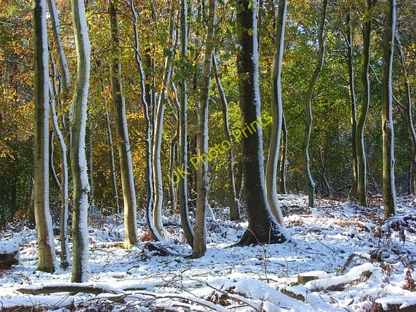 Photo 6"x4" Cowleaze Wood, Lewknor Christmas Common c2008