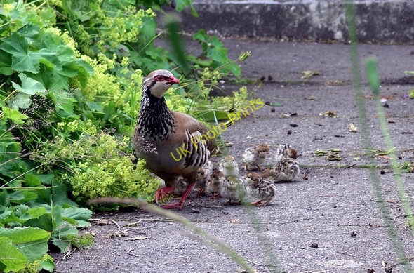 Photo 6"x4" Red-legged partridge with chicks Lochmaben c2008