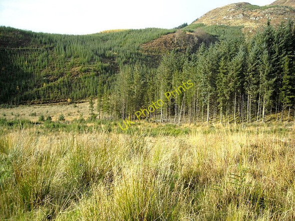 Photo 6"x4" Loch Ard Forest Kinlochard c2008