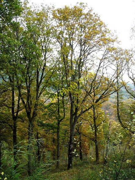 Photo 6"x4" Trees in Loch Ard Forest Kinlochard c2008