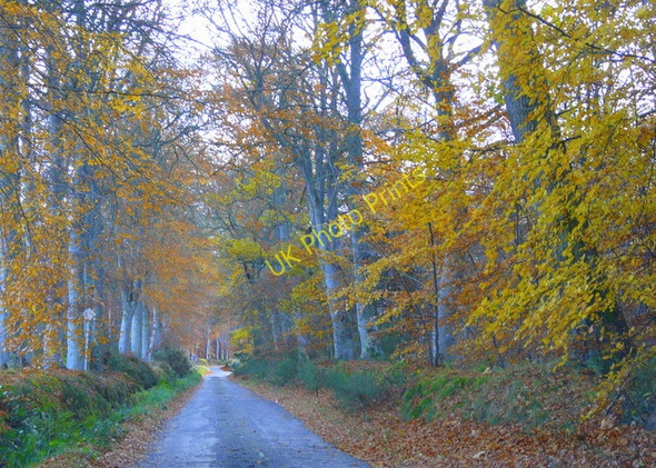Photo 6"x4" Autumn colour near Munlochy Munlochy c2008