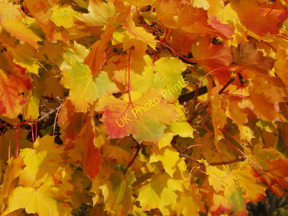 Photo 6"x4" Norwegian Maple leaves in Kensington Gardens Kensington\/TQ2579 c2008
