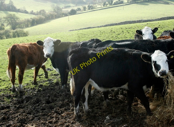 Photo 6"x4" 2008 : The herd, Springs Farm West Littleton c2008