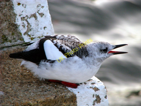Photo 6"x4" Black Guillemots, Bangor [11] Bangor\/J5081 c2008