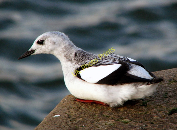 Photo 6"x4" Black Guillemots, Bangor [12] Bangor\/J5081 c2008