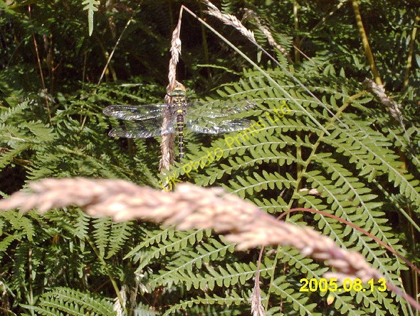 Photo 6"x4" Golden-ringed Dragonfly Goatfield c2005