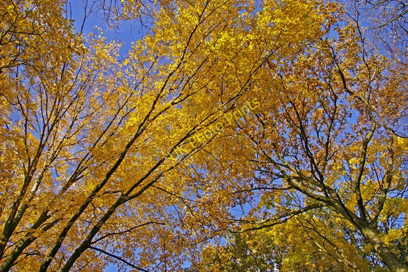 Photo 6"x4" Looking up at autumn tree colour, Oakwood Park, London N14 Southgate\/TQ3094 c2008