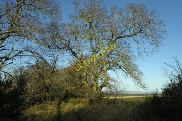Photo 6"x4" Elm and path, High Wood Tornagrain c2008