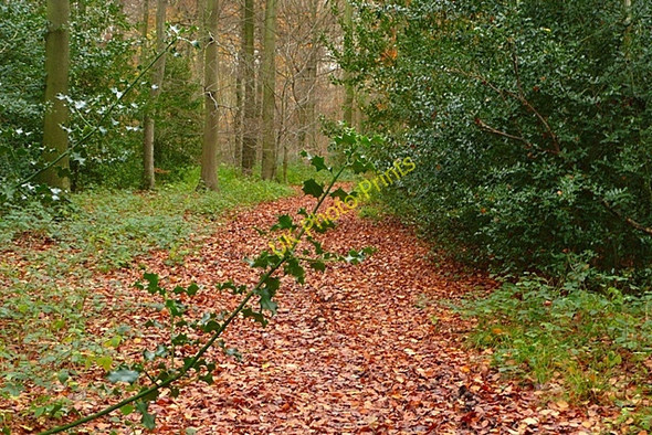 Photo 6"x4" Coldmoor Wood Satwell c2008