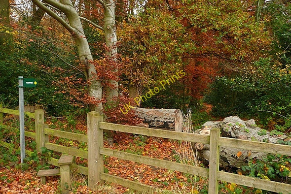 Photo 6"x4" Entrance to Padnell's Wood Satwell c2008