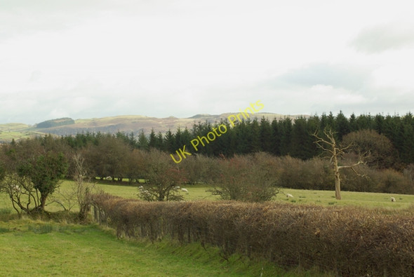 Photo 6"x4" Lletty Wood Llandrindod Wells\/Llandrindod c2008