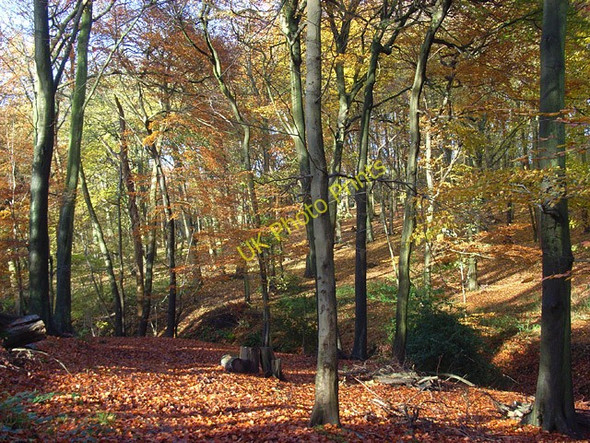 Photo 6"x4" Great Wood, Hambleden Fawley\/SU7586 c2008