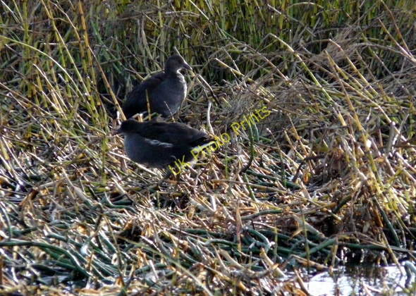 Photo 6"x4" Moorhens, Loch Flemington Lochside\/NH8152 c2008