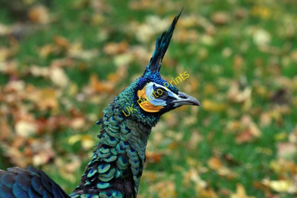 Photo 6"x4" A Peacock, East Park Sutton Ings\/TA1231 c2008