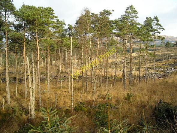 Photo 6"x4" Loch Ard Forest Kinlochard c2008