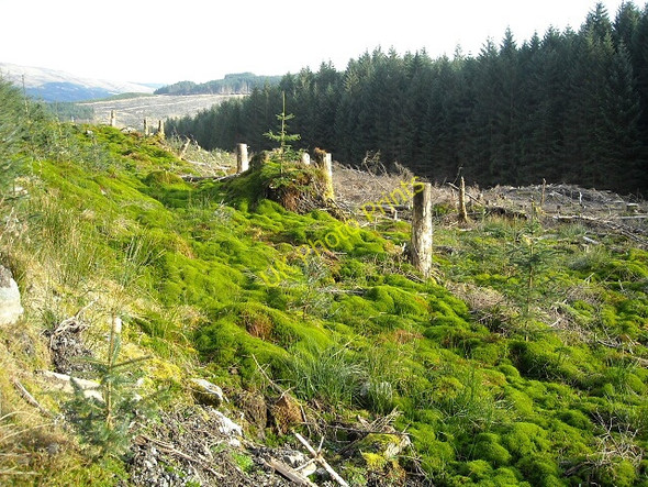 Photo 6"x4" Loch Ard Forest Bruach Caorainn c2008