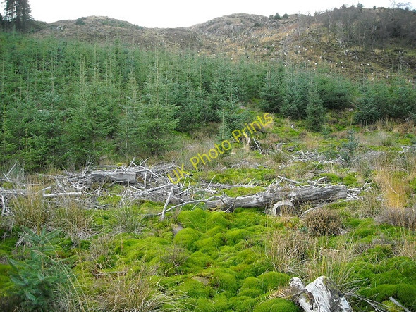 Photo 6"x4" Hillside in Loch Ard Forest Bruach Caorainn c2008