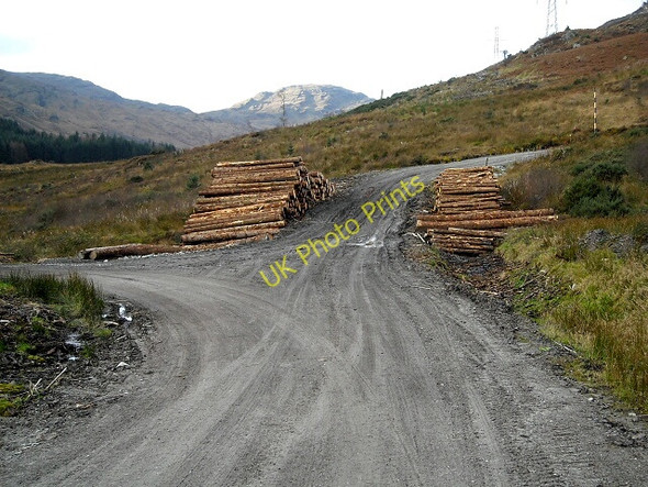 Photo 6"x4" Log Piles in Loch Ard Forest Kinlochard c2008