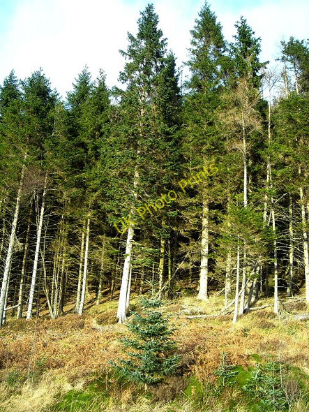 Photo 6"x4" Loch Ard Forest Kinlochard c2008