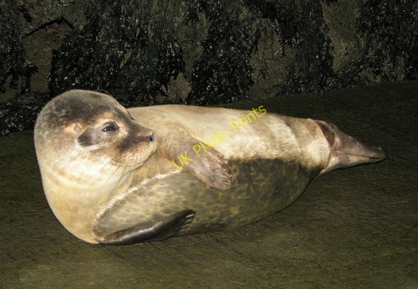 Photo 6"x4" Seal pup, Bangor harbour Bangor\/J5081 c2008 P1
