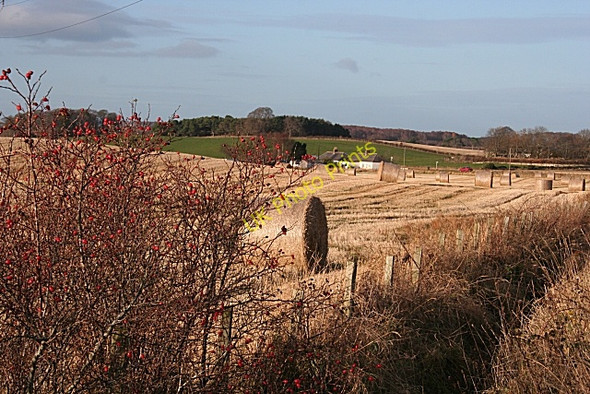 Photo 6"x4" Between Coxton and Sheriffston Greens of Coxton c2008