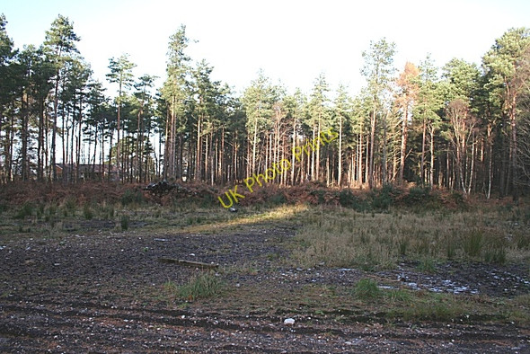 Photo 6"x4" Sleepieshill Wood Muir of Lochs c2008