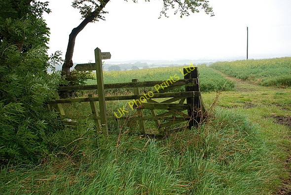 Photo 6"x4" Track through the oilseed rape field Shilbottle c2007