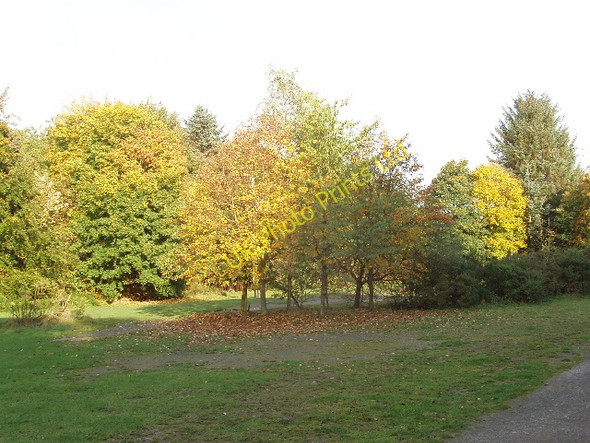 Photo 6"x4" Autumn colour in Hamsterley Forest Bedburn c2005