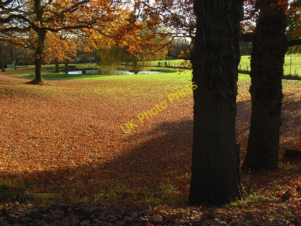 Photo 6"x4" Oaks and pond, Knowl Hill Knowl Hill\/SU8279 c2008