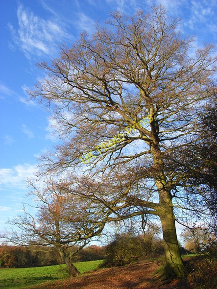 Photo 6"x4" Pasture, Knowl Hill Knowl Hill\/SU8279 c2008